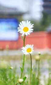 小雏菊菊花