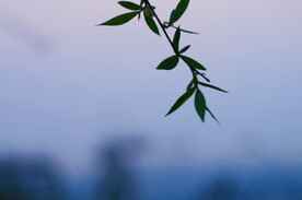 绿植绿叶树叶