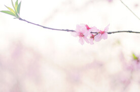 腊梅寒梅梅花 