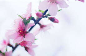 腊梅寒梅梅花