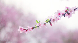 腊梅寒梅梅花 