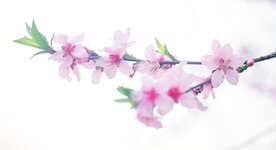腊梅寒梅梅花