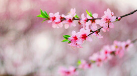 腊梅寒梅梅花 