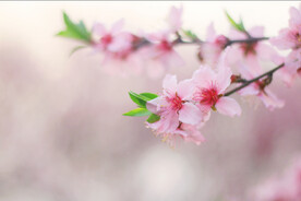 腊梅寒梅梅花