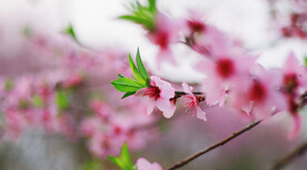 腊梅寒梅梅花