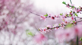 腊梅寒梅梅花 