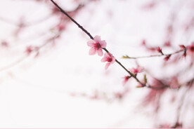 腊梅寒梅梅花 