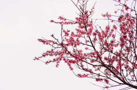 腊梅寒梅梅花