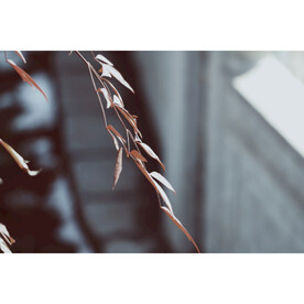 绿植绿叶树叶 