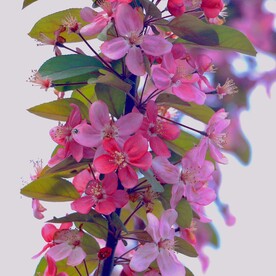 樱花花朵花卉 