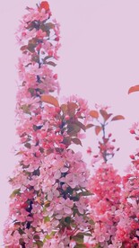 樱花花朵花卉 