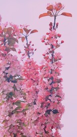 樱花花朵花卉 
