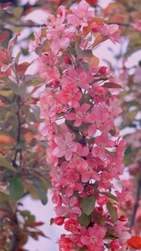 樱花花朵花卉 