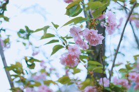 樱花花朵花卉 