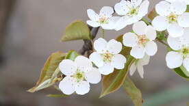 樱花花朵花卉 