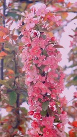 樱花花朵花卉