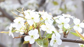 樱花花朵花卉 
