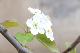 樱花花朵花卉 
