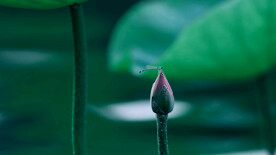 2K高清电脑壁纸 含苞待放