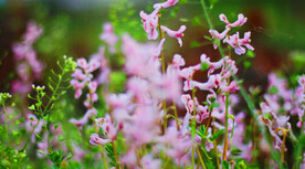 鲜花花朵花卉