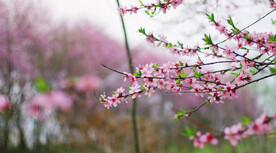 桃花花朵花卉 