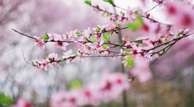桃花花朵花卉 