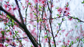 桃花花朵花卉