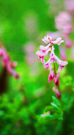 鲜花花朵花卉 
