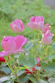 月季花朵花卉