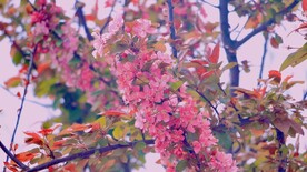 樱花花朵花卉 