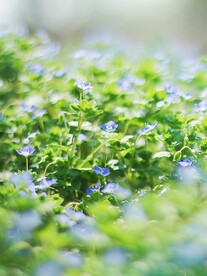 兰花草花卉 