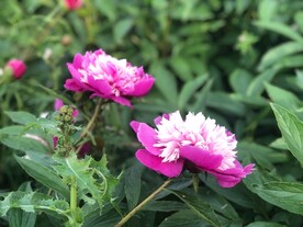 鲜花牡丹花 