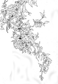 二月梅