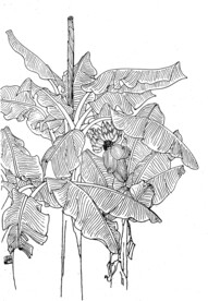 芭蕉