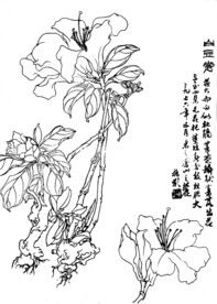 白豆花