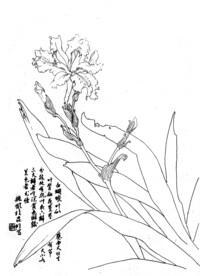 白蝴蝶