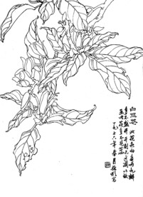 白兰花