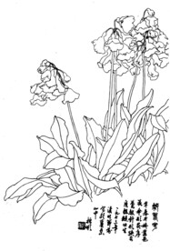 报春花