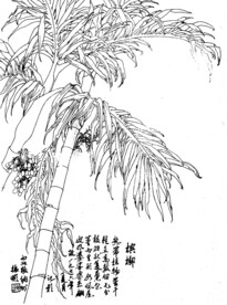 槟郎