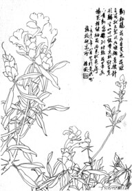 刺杜鹃