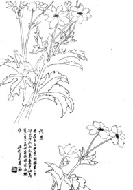 代马