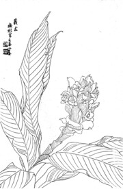 莪术