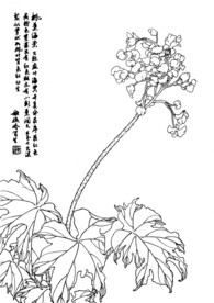 枫叶海棠