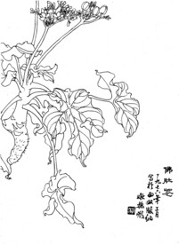 佛肚花