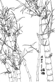 佛肚竹