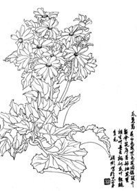 瓜叶菊
