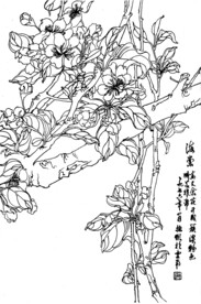 海棠