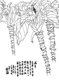 海芋