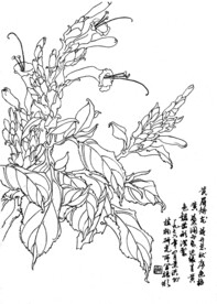 黄眉矫龙