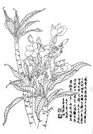 鸡蛋花
